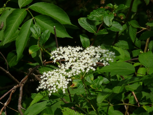 {Sambucus canadensis}